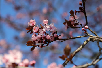 closed up of cherry blossom in japanese park