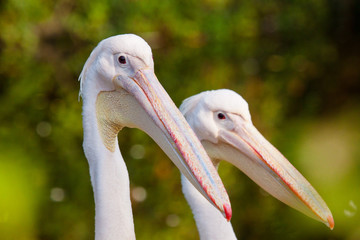 Rosapelikan (Pelecanus onocrotalus)