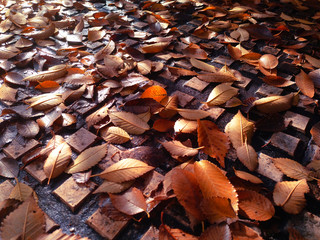 Autumn leaves on the sidewalk