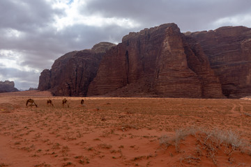 Fototapeta na wymiar Wadi Rum, Jordanian desert landscape.