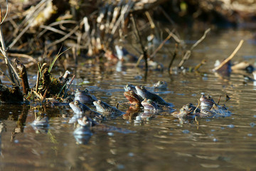 Brown frogs in the water during the spring mating season