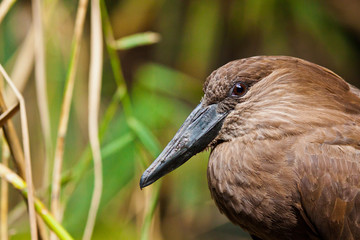 Hammerkopf oder Schattenvogel (Scopus umbretta)