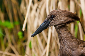 Hammerkopf oder Schattenvogel (Scopus umbretta)