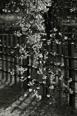 モノクロームの枝垂れ桜