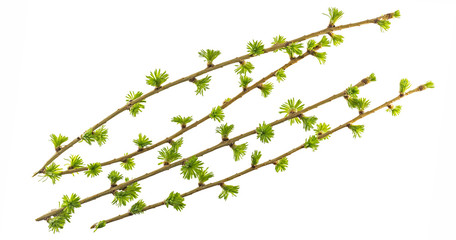 branches with young needles European larch (Larix decidua) isolated on white background