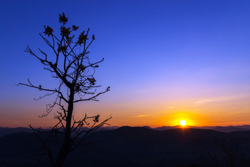 Early morning dawn sky over the mountains with silhouette leafless tree. A beautiful day begins with a beautiful view.