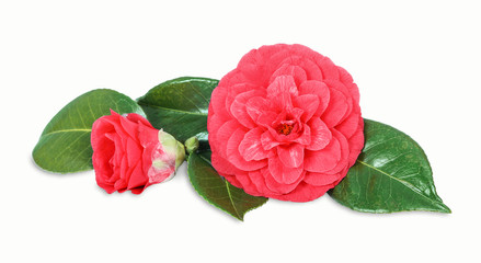 Japanese camellia