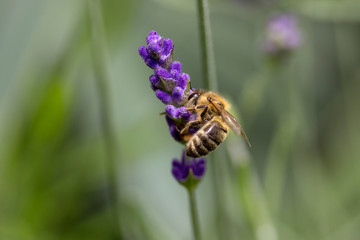 Bee on lavender flower
