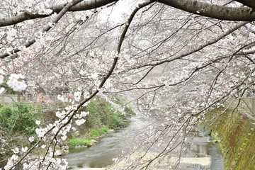 桜の咲く川