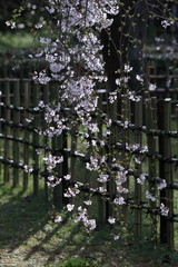 美しい枝垂れ桜
