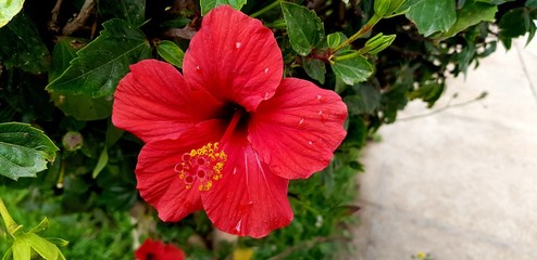 Raindrops above a red hibiscus flower
