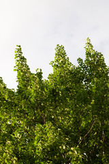 Sunlight hitting birch tree branches, view against the summer sky