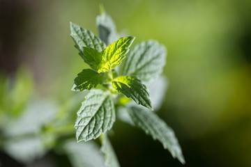 closeup of balm