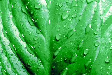 Raindrops on the leaves of a tropical plant. Palm tree leaves nature background. Nature. Palma. Raindrop.Rainforest.