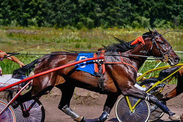 Fototapeta na wymiar Horses run at high speed along the track of the racetrack. Competitions - horse racing.