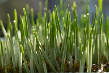 Fototapeta na wymiar Young growing sprouts of cat grass, Dactylis glomerata, close up