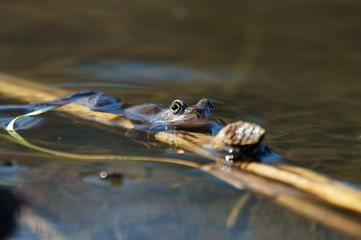 Brown frogs in the water during the spring mating season