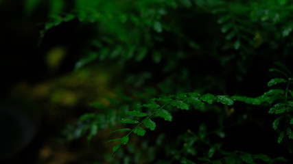 Fototapeta na wymiar Green fern in black background