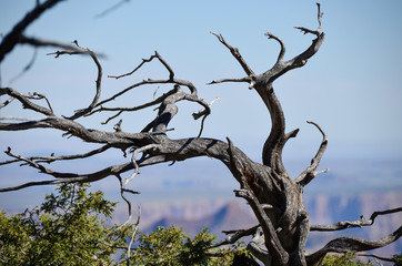Tree over canyon