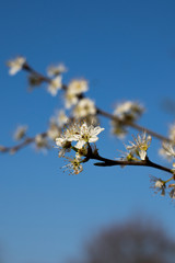 Common Hawthorn flowers Crataegus monogyna flowering in March forming hedgerow to farmland with shallow depth of field 