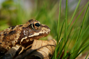 Edible frog (Pelophylax kl. esculentus). Frog in the water during spring mating