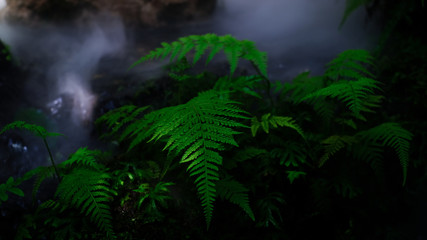 Green fern in black background