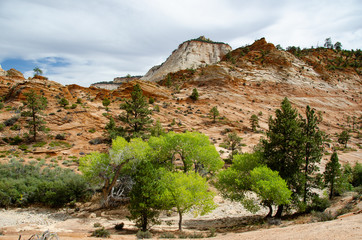 Southwest Landscape