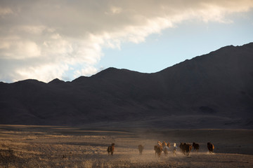 horses running in a landscape of western mongolia