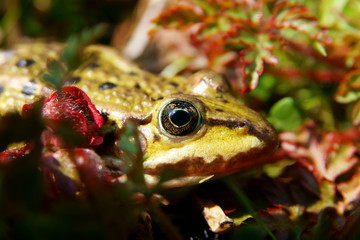 Edible frog (Pelophylax kl. esculentus). Frog in the water during spring mating