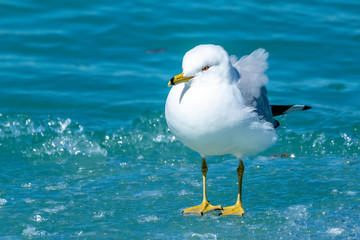 Seagull on Ice