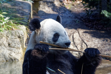 Giant panda