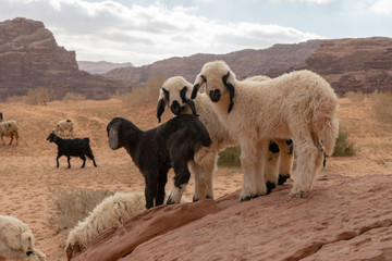 Wadi Rum, Jordanian desert landscape.