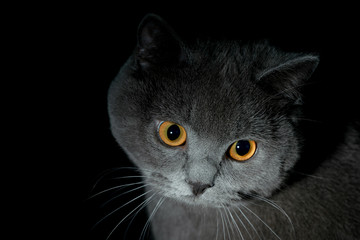 british shorthair cat in dark