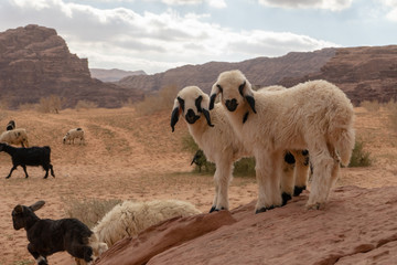 Wadi Rum, Jordanian desert landscape.