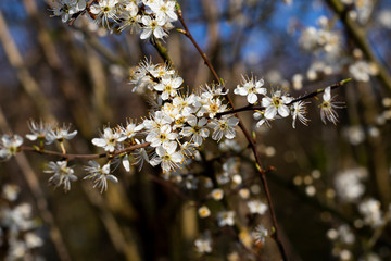 Common Hawthorn flowers Crataegus monogyna flowering in March forming hedgerow to farmland with...