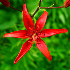 Red lily flower macro in the garden