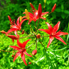 Red lily flower bouquet in the garden