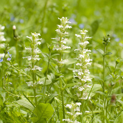 blooming white flowers blooming in summer field