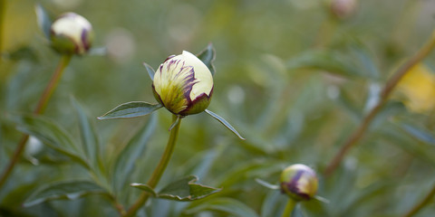 peony branches with buds in the summer garden