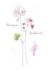 Naklejka premium Wildflowers sandal hand drawn watercolor illustration. Sandalwood aquarelle paint drawing.