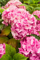 COLORFUL HORTENSIA IMPREGATED OF DROPS OF HUMIDITY