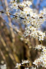 Common Hawthorn flowers Crataegus monogyna flowering in March forming hedgerow to farmland with...