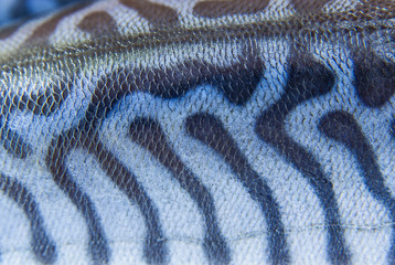 Coloring of skin mackerel fish close up - obrazy, fototapety, plakaty