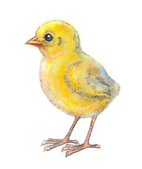Little fluffy yellow chicken, isolated on white background. Watercolor drawing