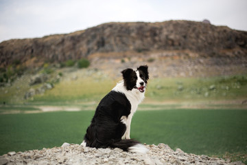 beautiful black and white dog border collie stay on a rock in field and look in camera. in the...