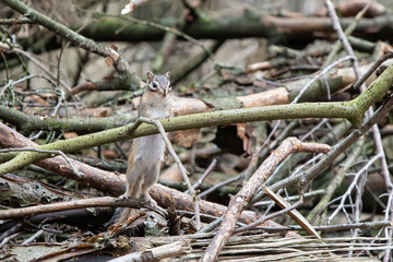 Squirrel