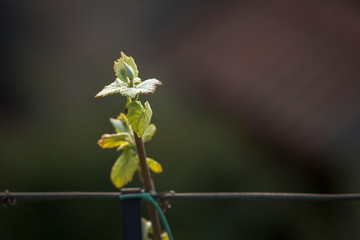 Green vine with small bunches of grapes.