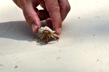 shells  on the white sand and birds on the river