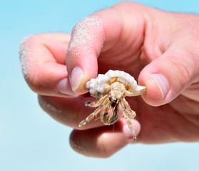 shells  on the white sand and birds on the river