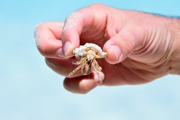 shells  on the white sand and birds on the river